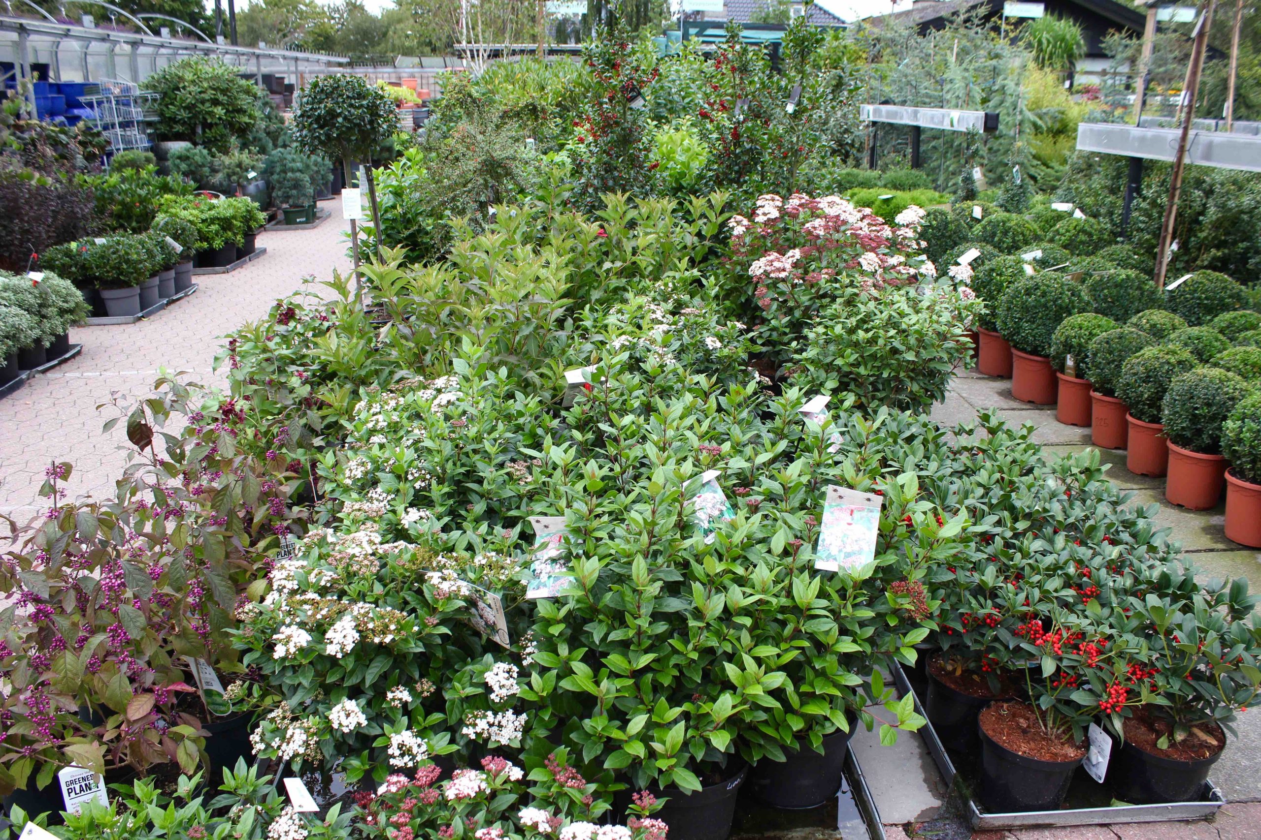 Stort udvalg af buske og træer hos Grønne Hjem. Her ses flere stedsegrønne buske.