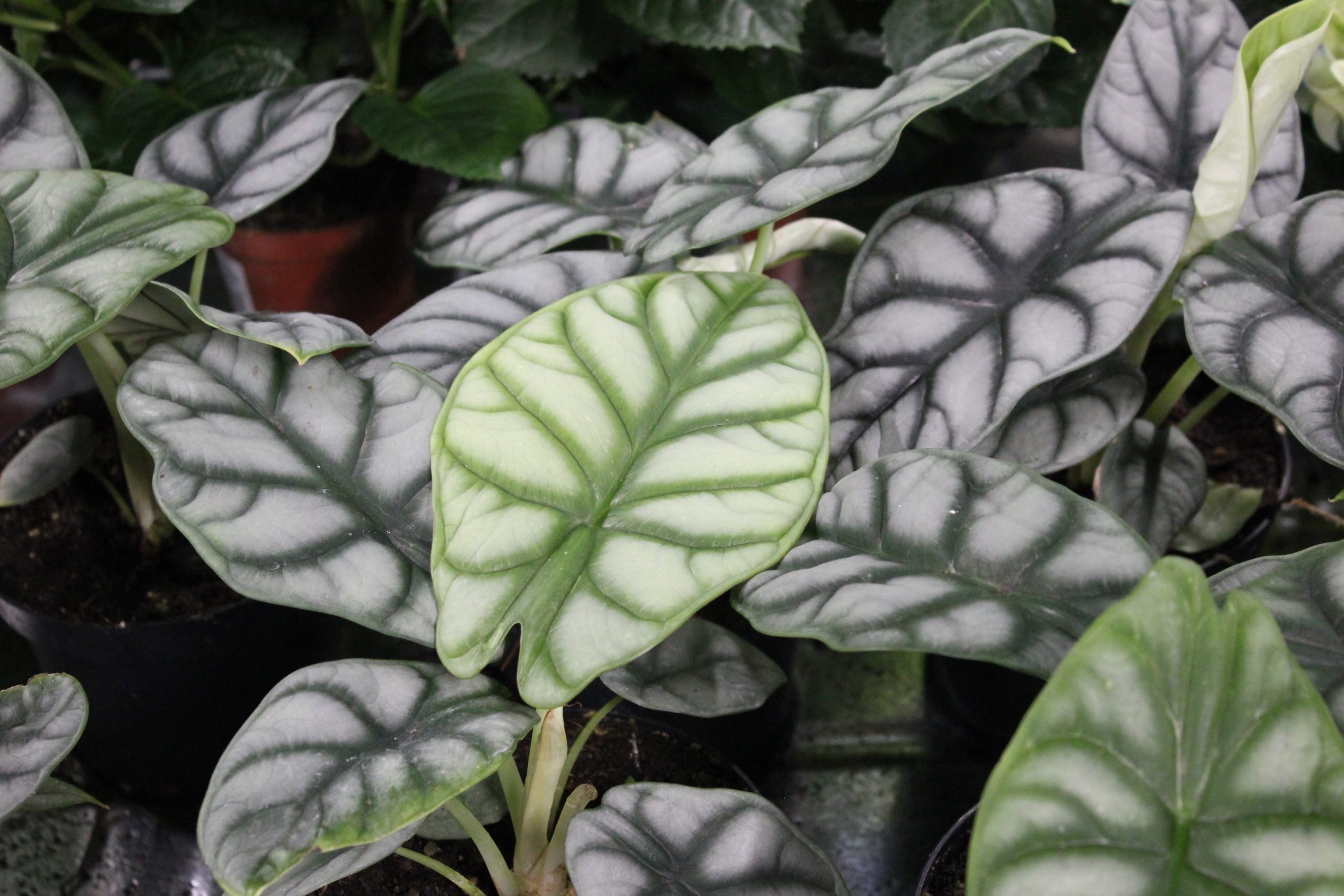 Alocasia Dragonscale stueplante. Vi guider dig til korrekt pasning af stueplanter