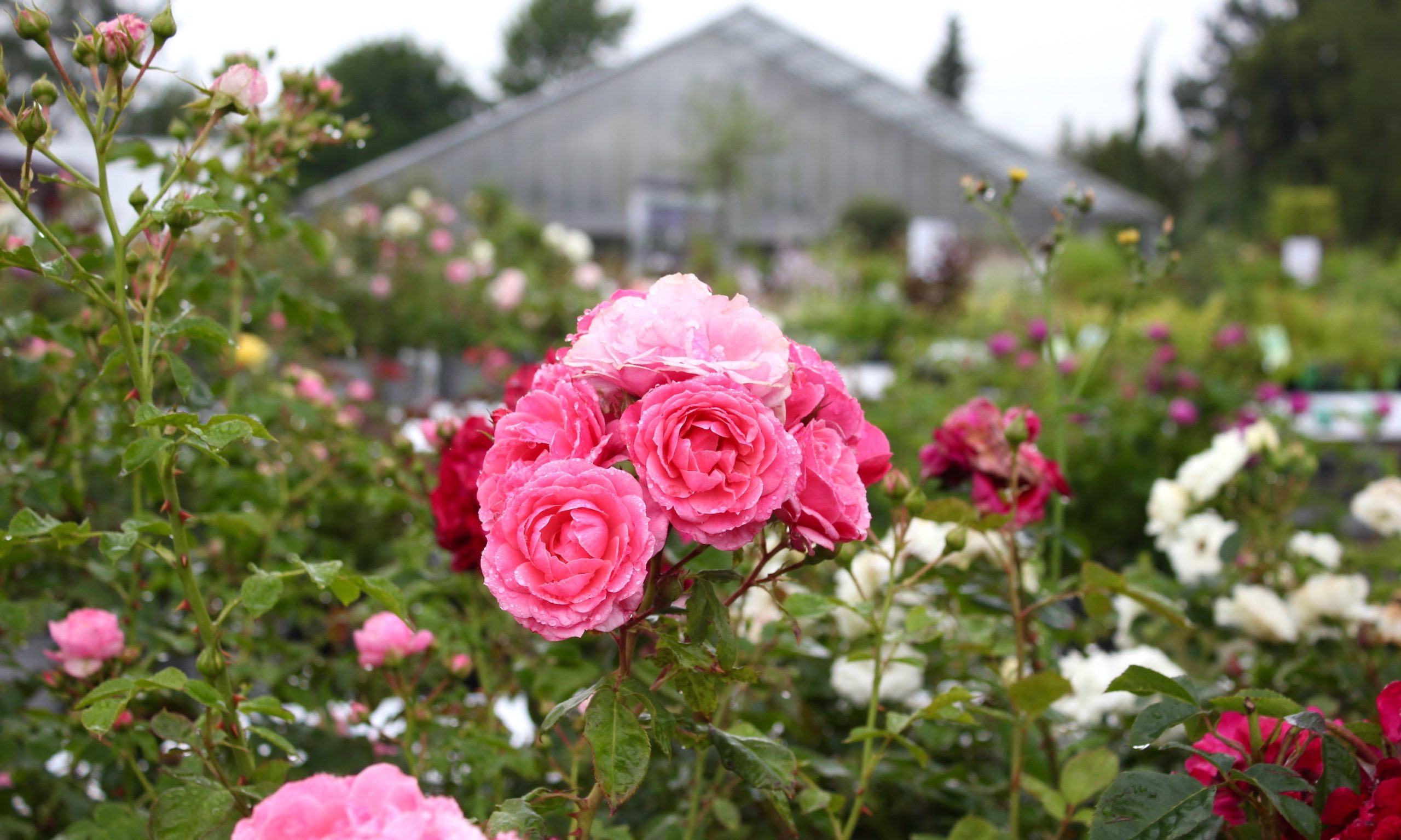 Rækker af lyserøde roser hos Grønne Hjem Ballerup